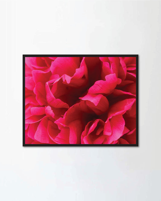 beautiful pink peony