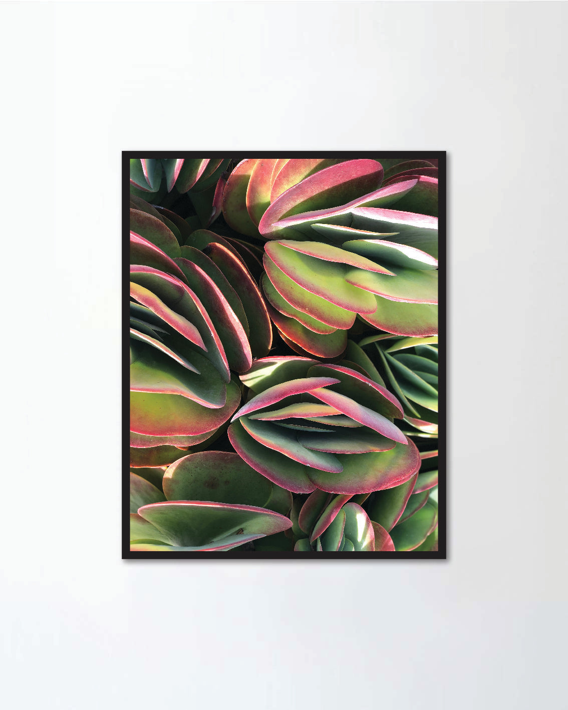 Succulent plant pattern