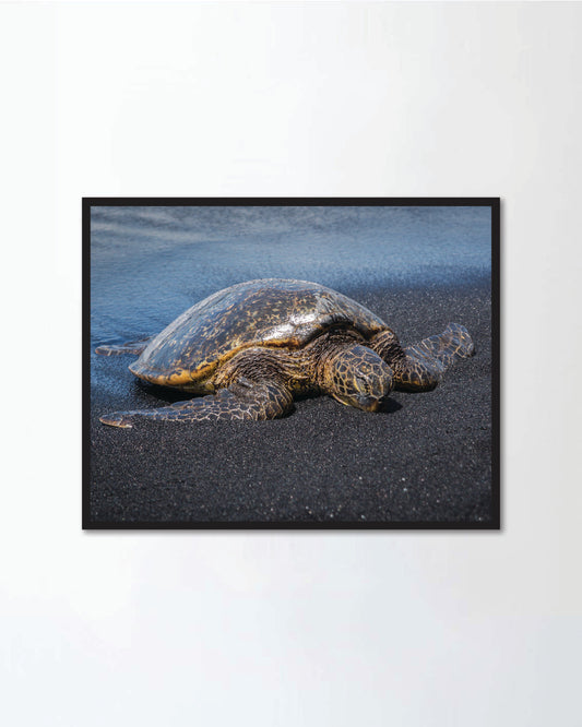 Sea turtle coming out of the water