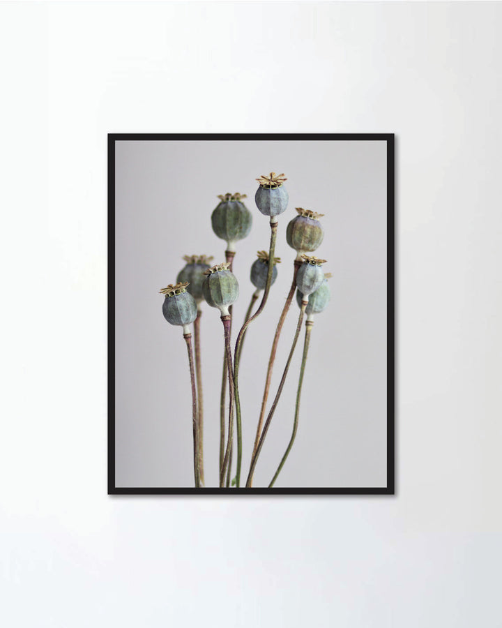 Dry poppy flowers on a light