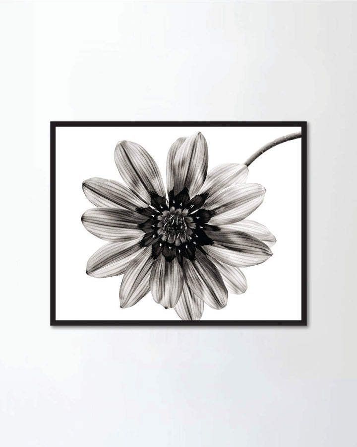 Flower in black and white on white background