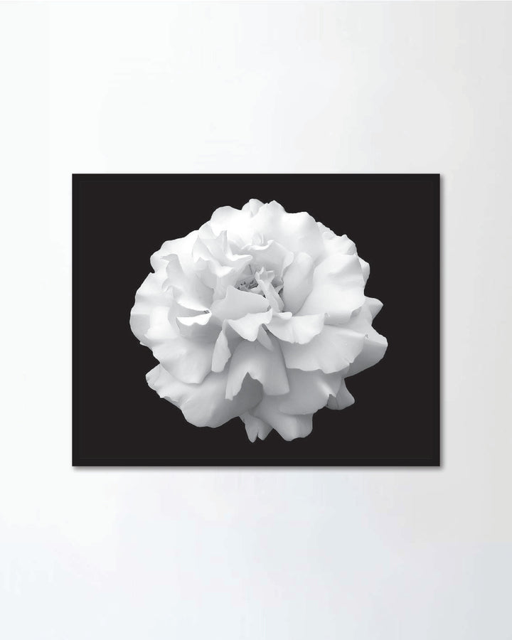 black and white flower rose