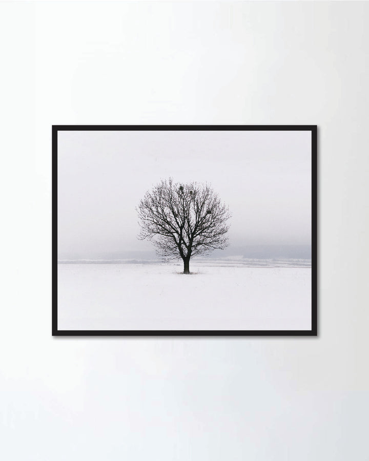 Lonely tree in the field