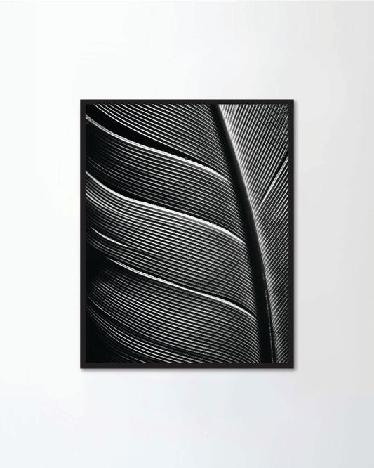 Black and white image of a piece of bird feathers