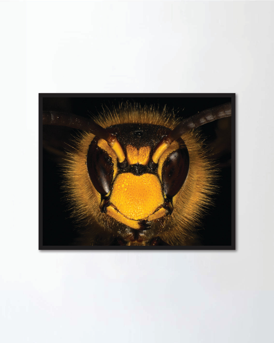 Hornet portrait