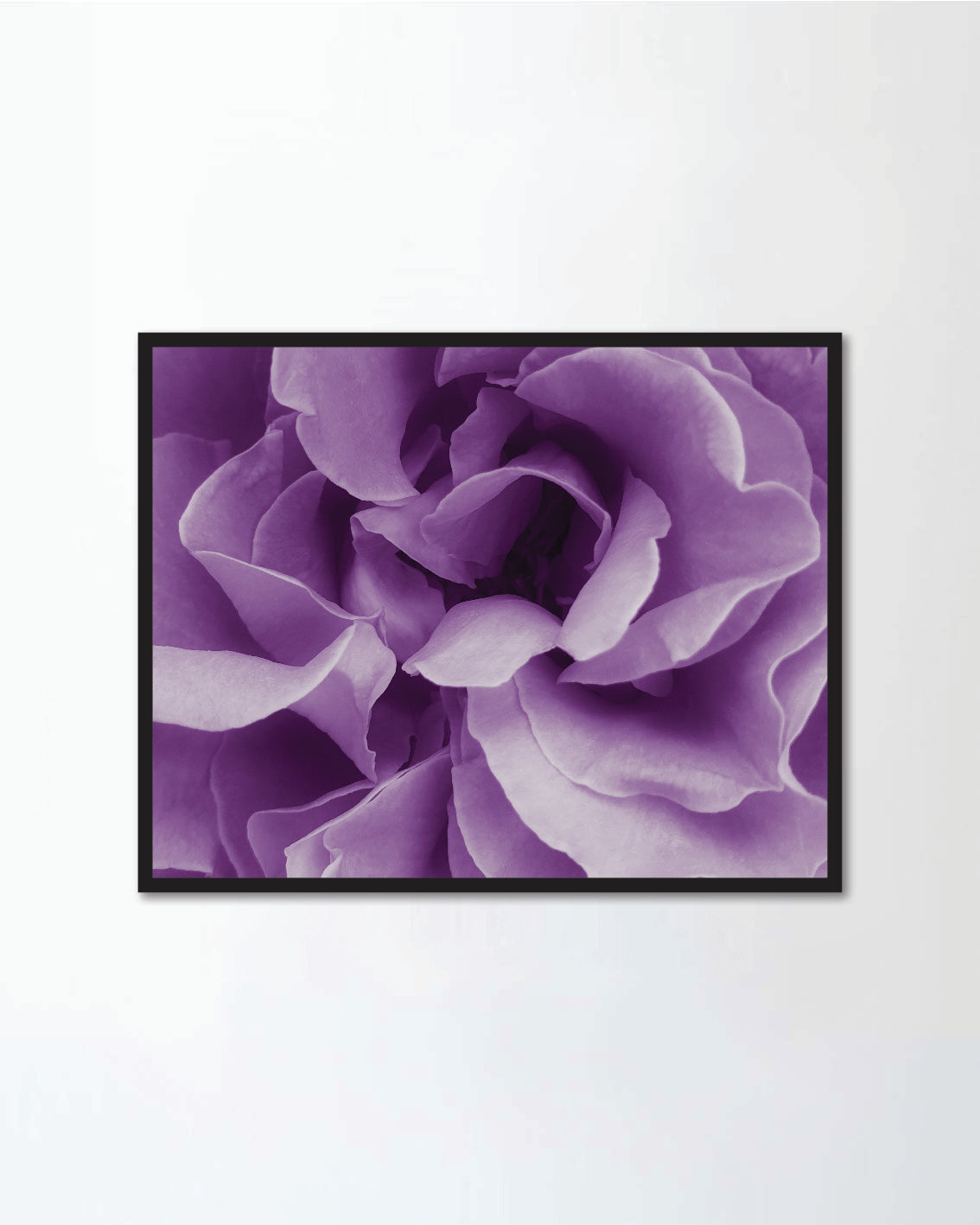 Purple petals beautiful colorful (Canvas)