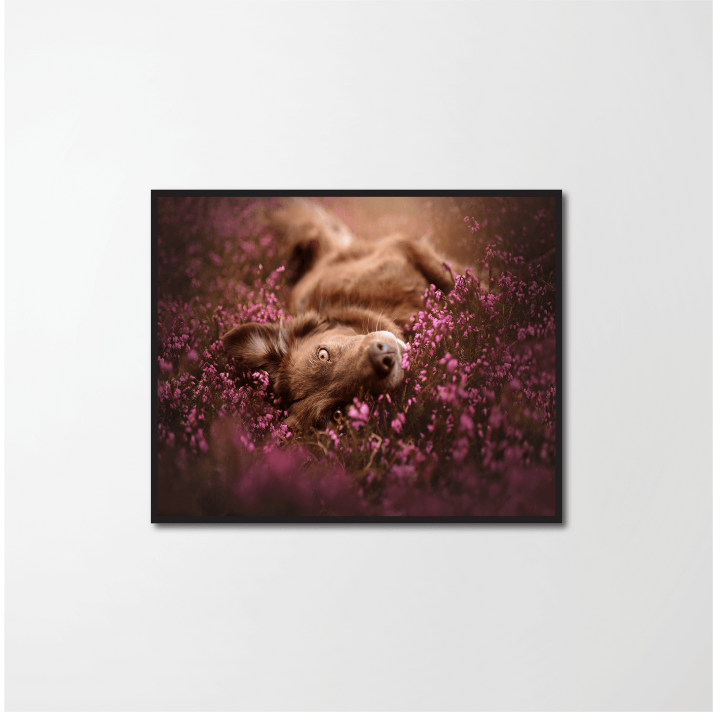 Dog in a field of flowers