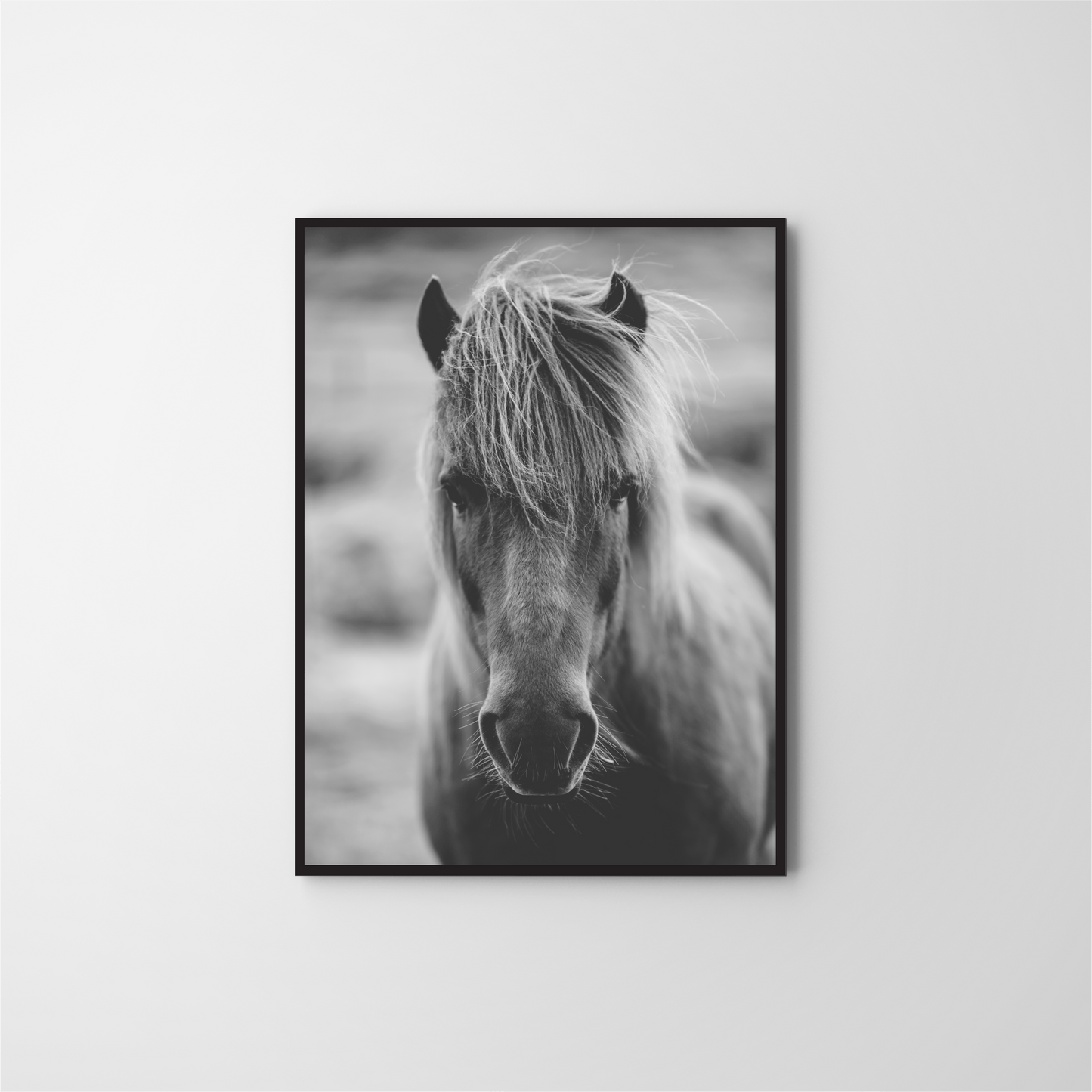 Portrait of Icelandic horse