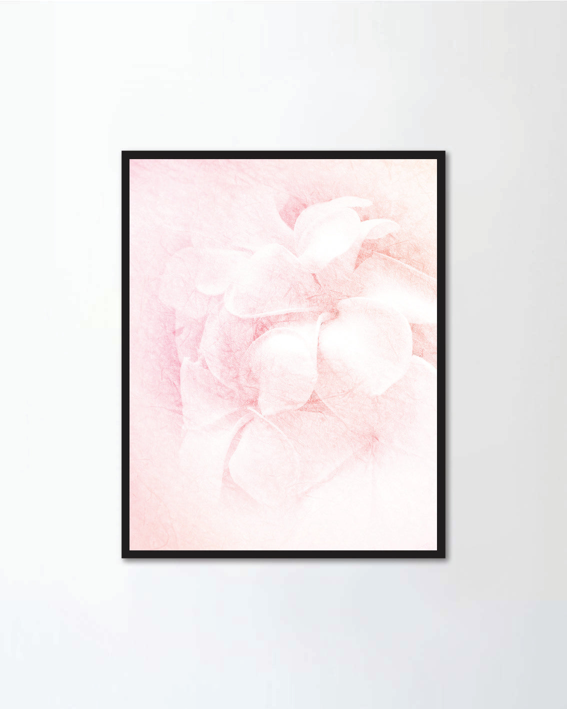 frangipani (plumeria)