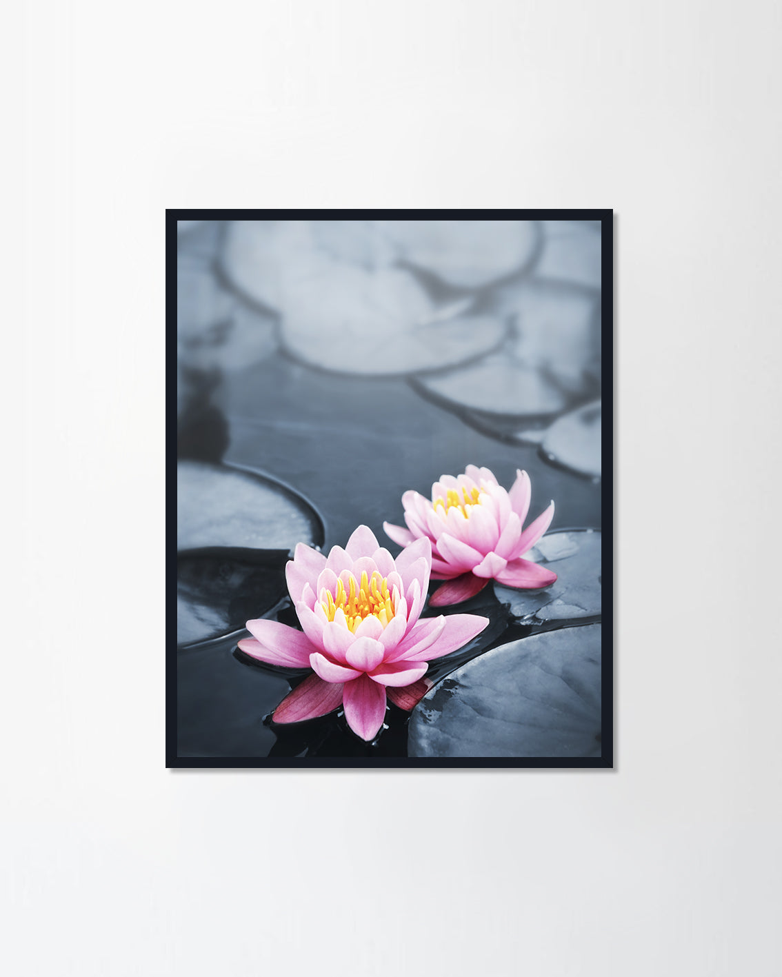 Water lily flowers