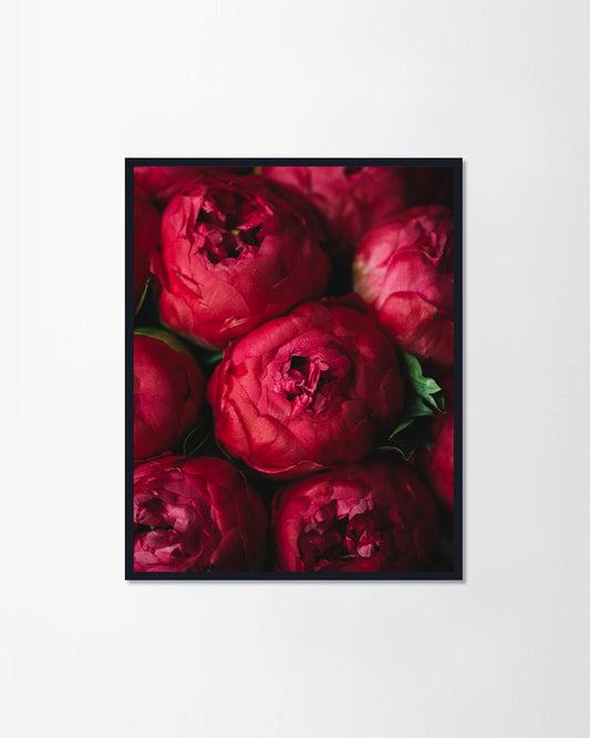 Red Peony