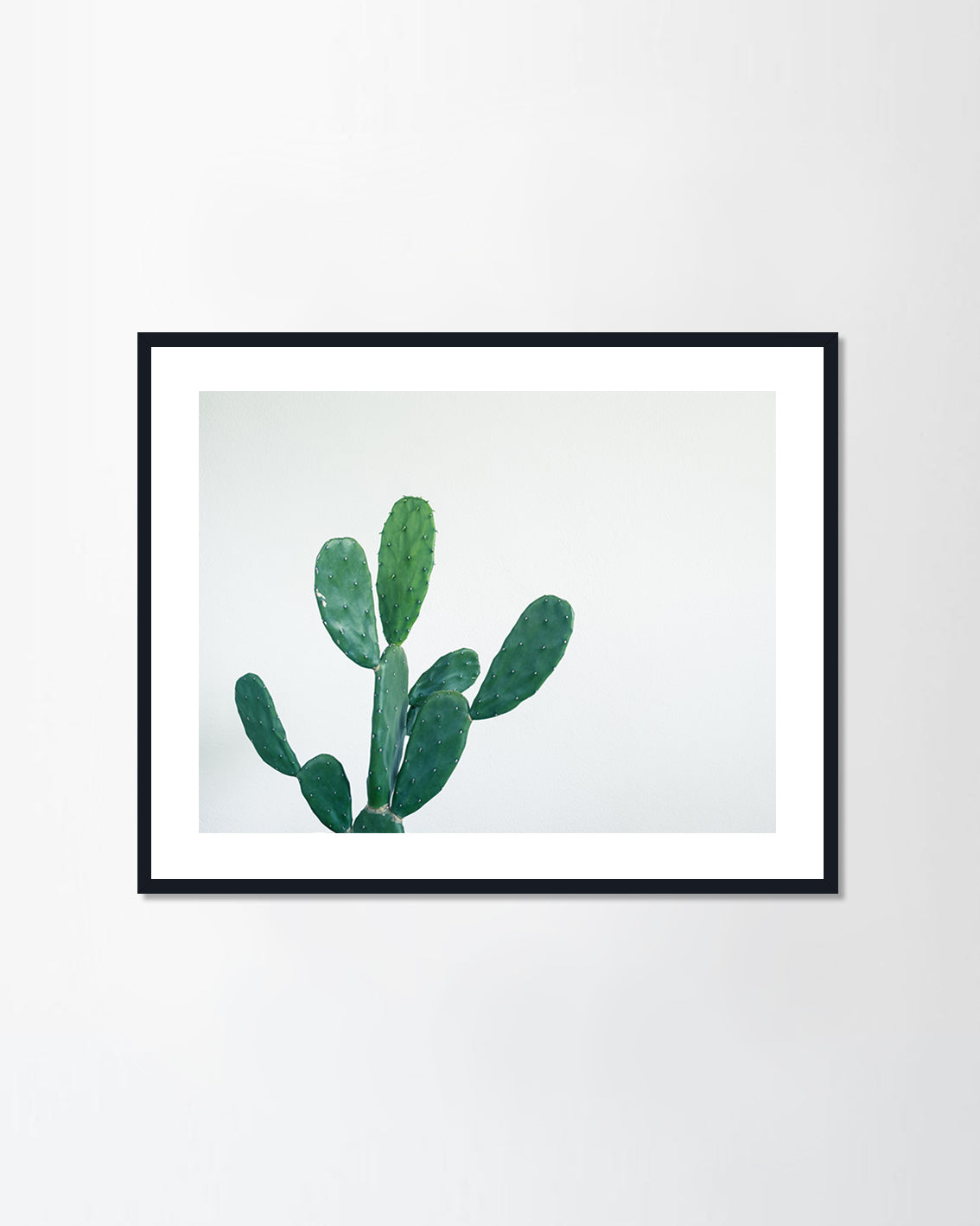 Green cactus