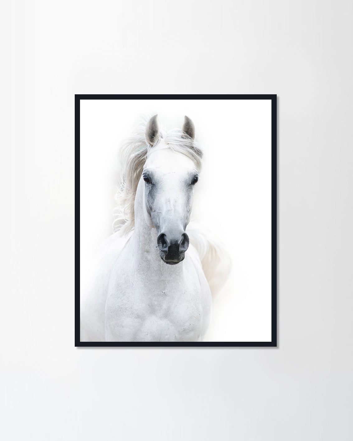 Snowy white arabian