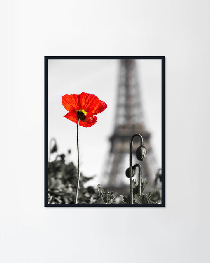 Poppy with the Eiffel tower