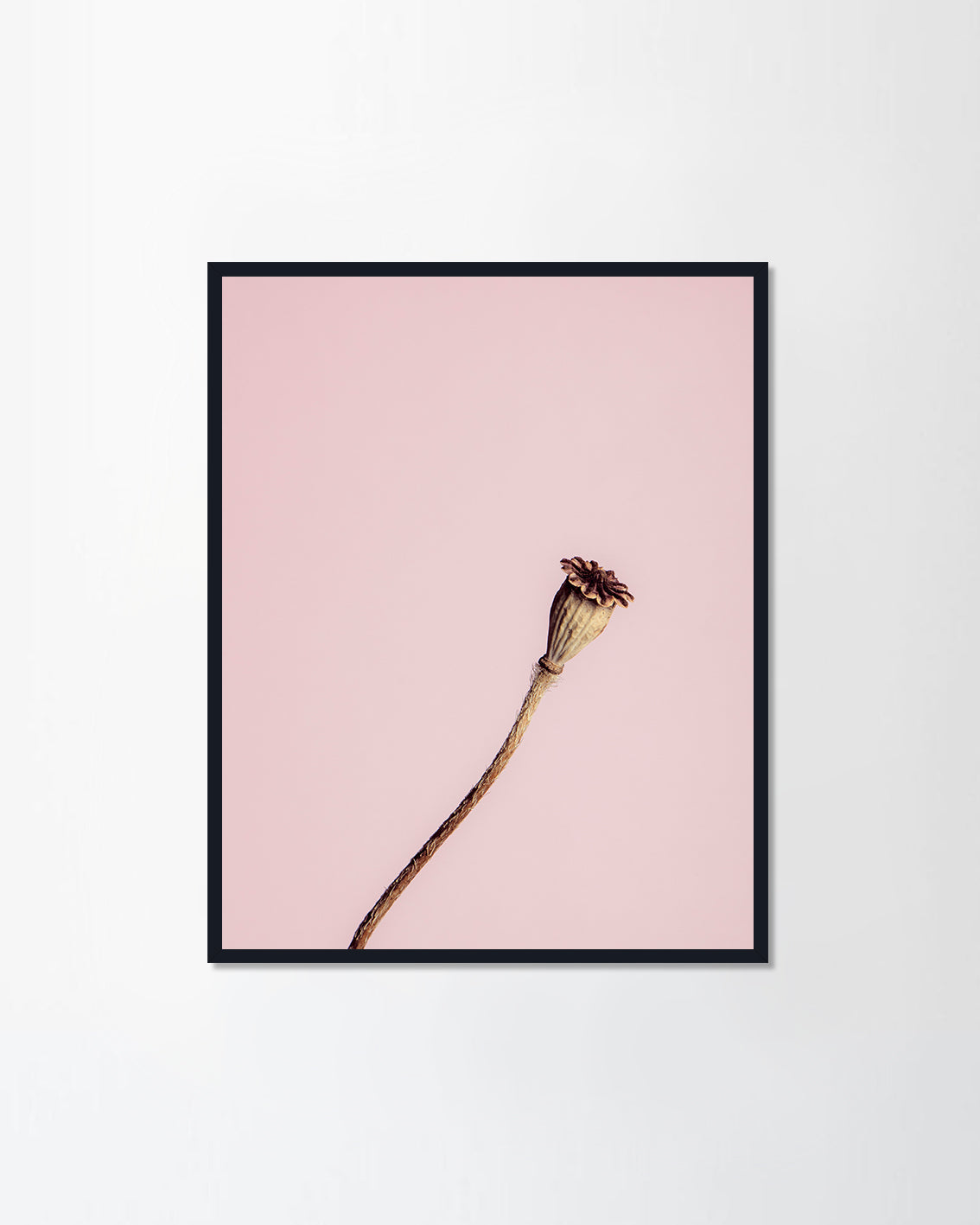 Poppy flower