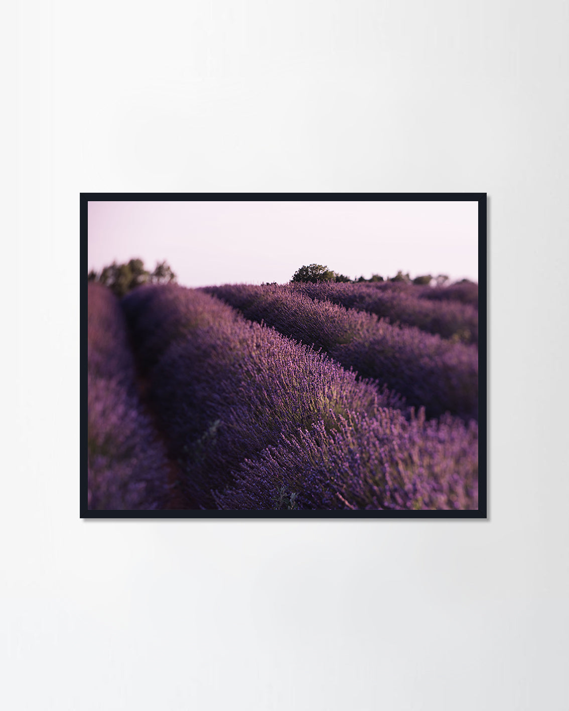 Lavender field