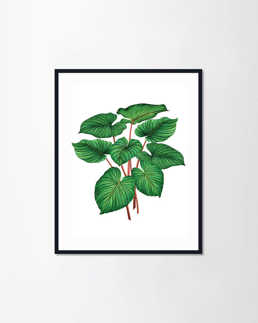 Aloha exotic leaf