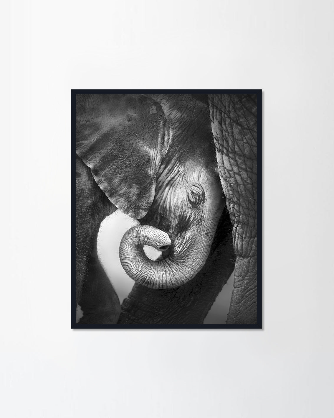 Baby elephant