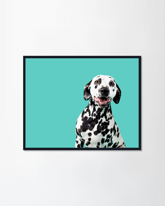 Beautiful Dalmation Dog