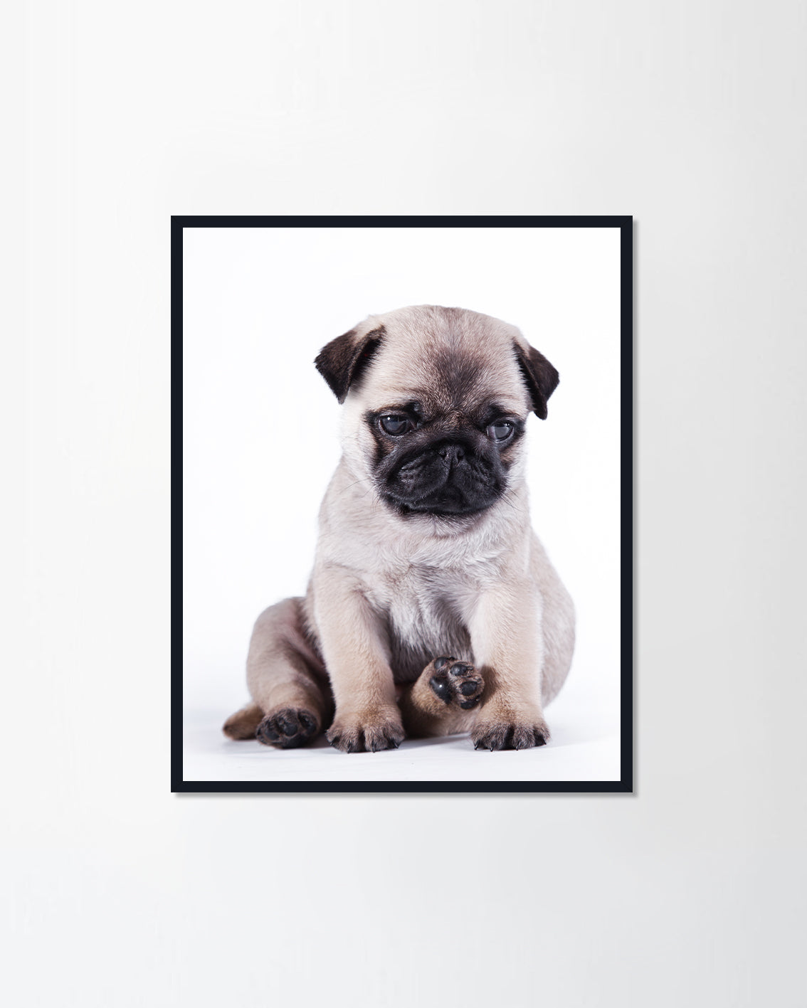 Pug puppy dog
