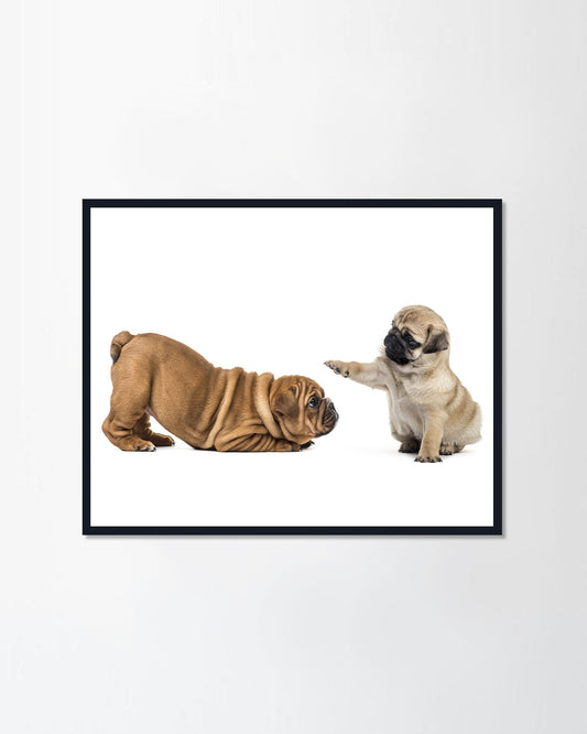 Pug and english bulldog puppies playing