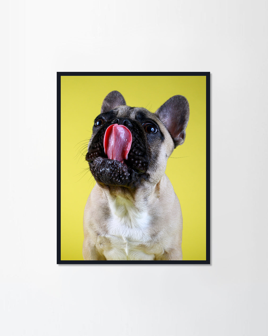 Funny French bulldog puppy