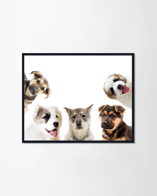 Set of puppies looks