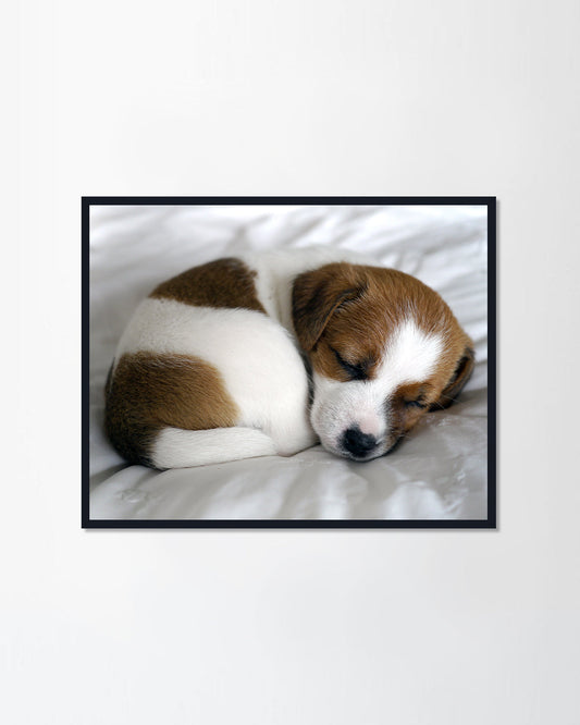 Sleeping jack russell