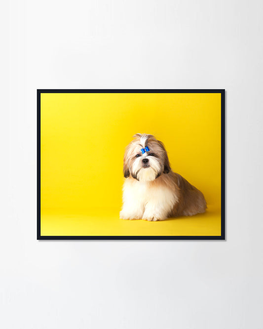 Shih tzu puppy wearing blue bow