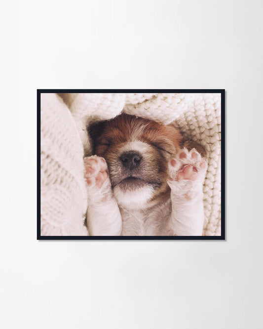 Sleeping with his paws up