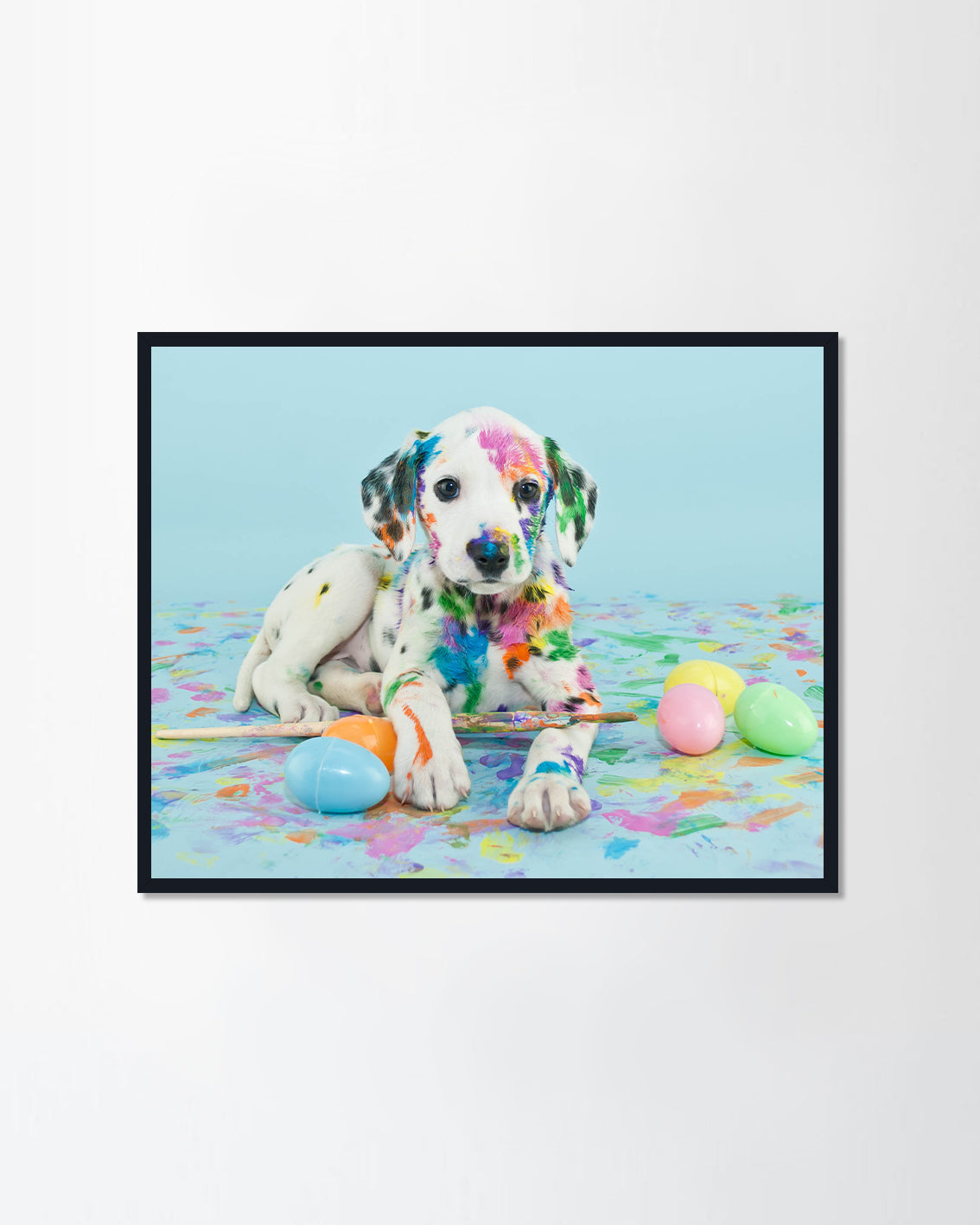 Little Dalmatian