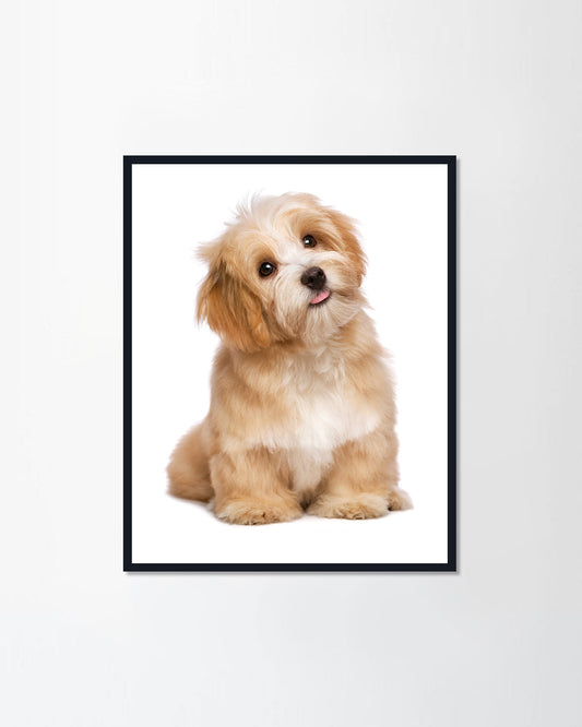 Beautiful happy reddish havanese