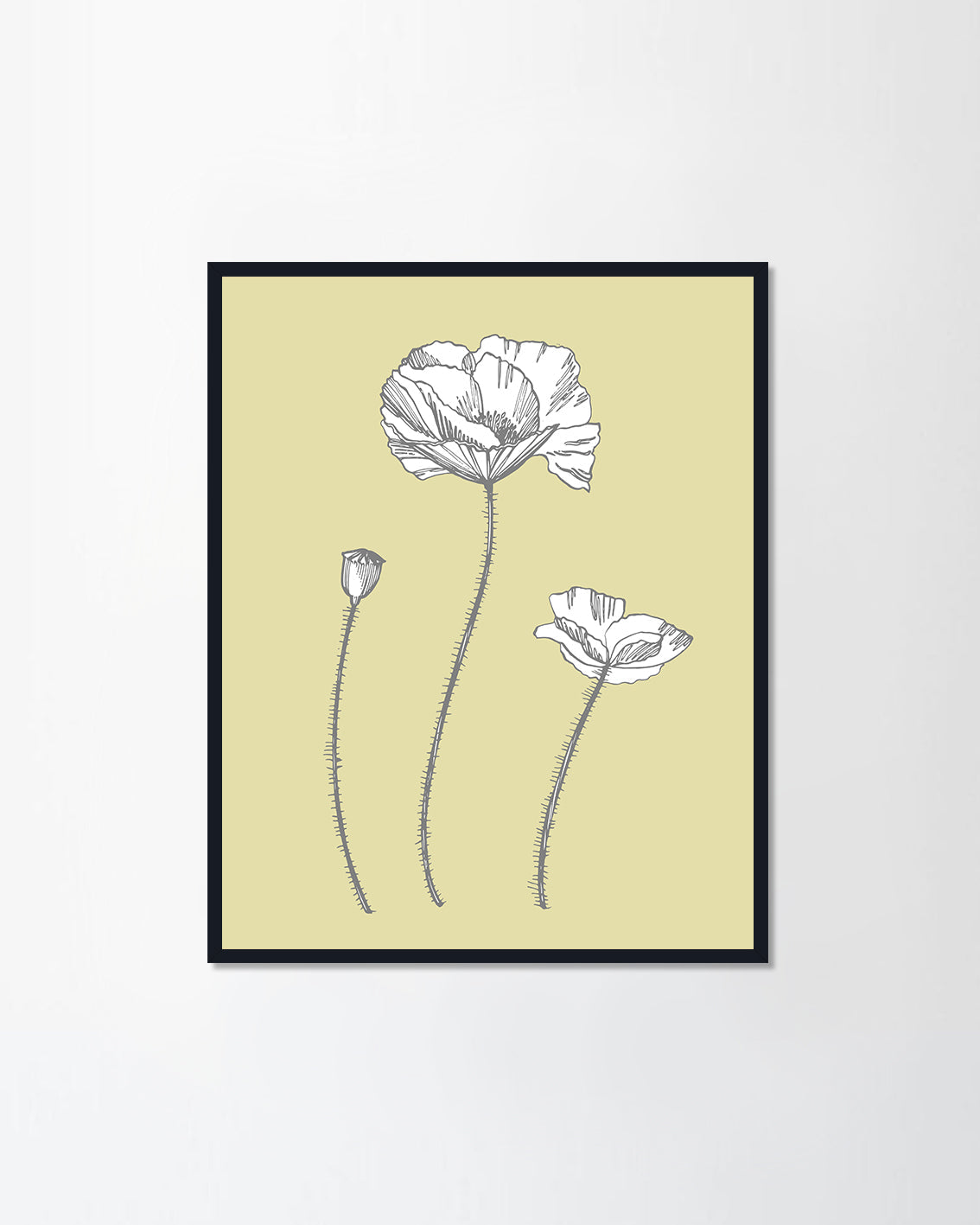 Poppy flowers