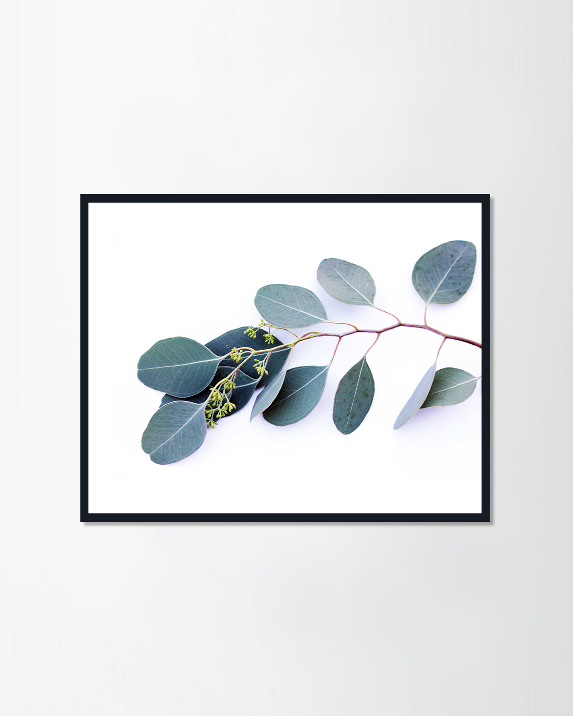 eucalyptus