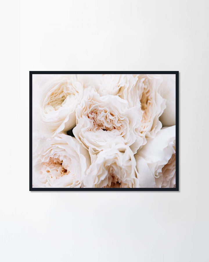 David Austin white blossoming roses