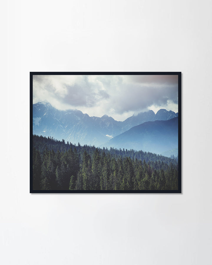 Dark forest in haze landscape