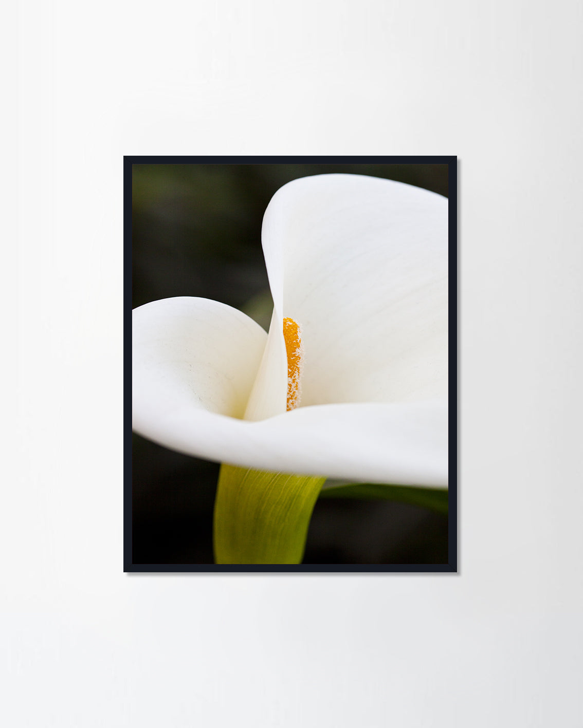 Calla Lily
