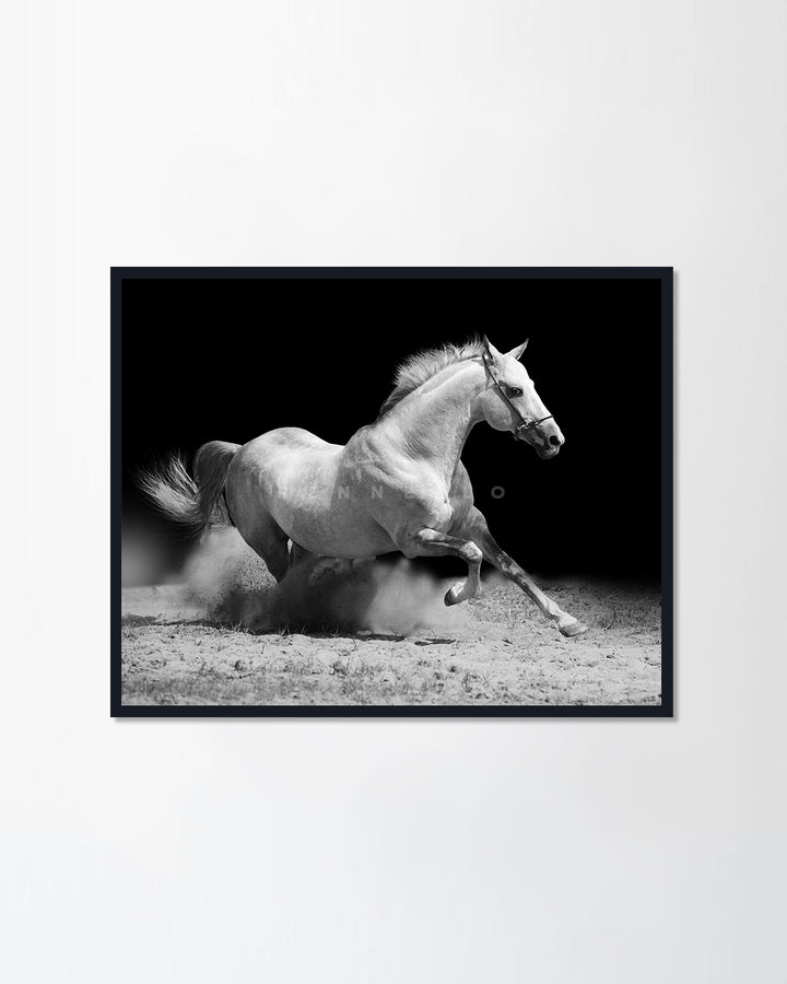 White stallion on black