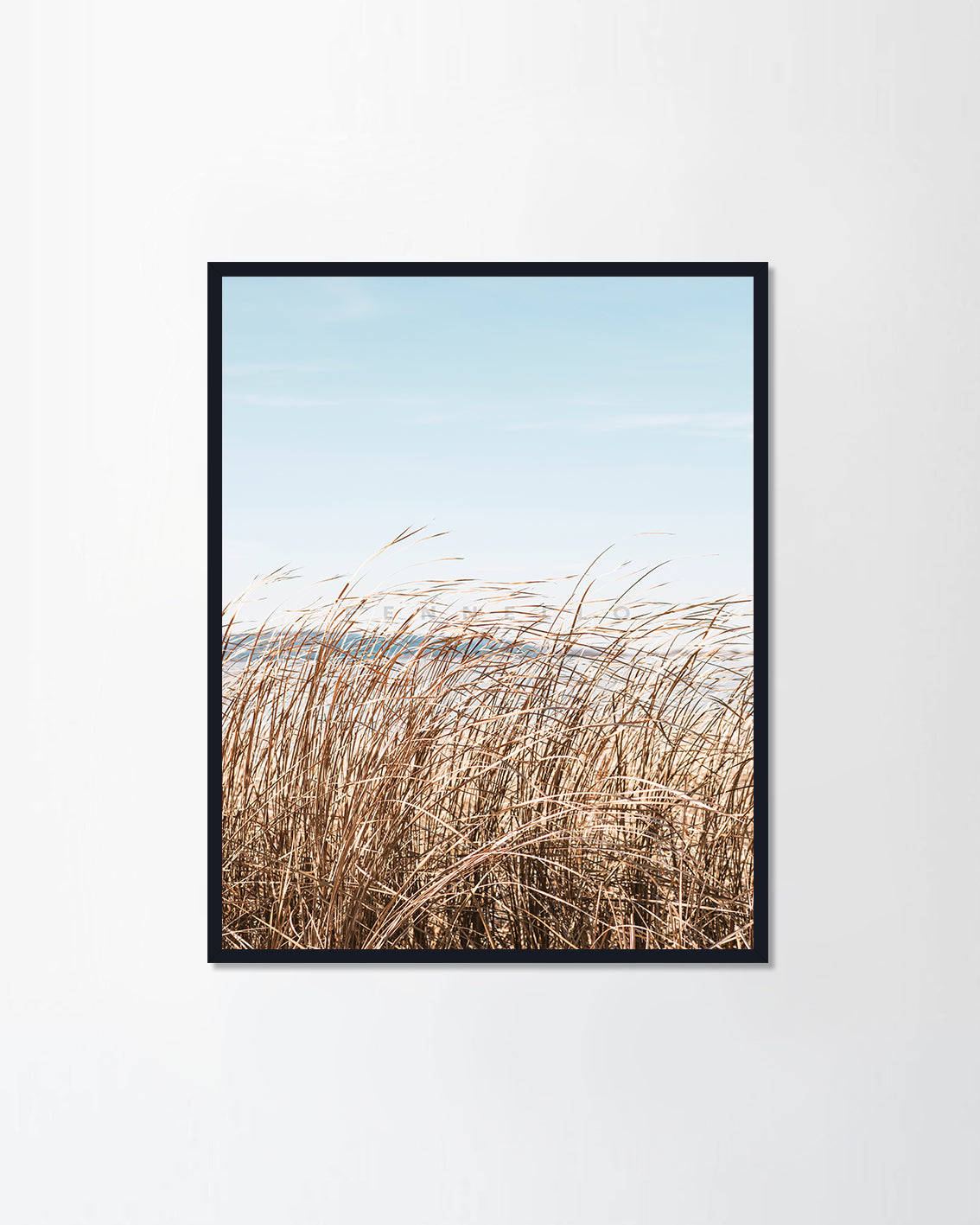 Grass in the fall in the sun