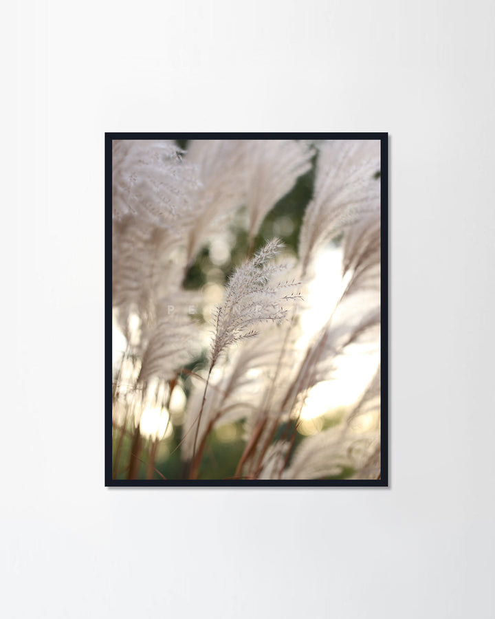 Beige dried flowers fluffy grass