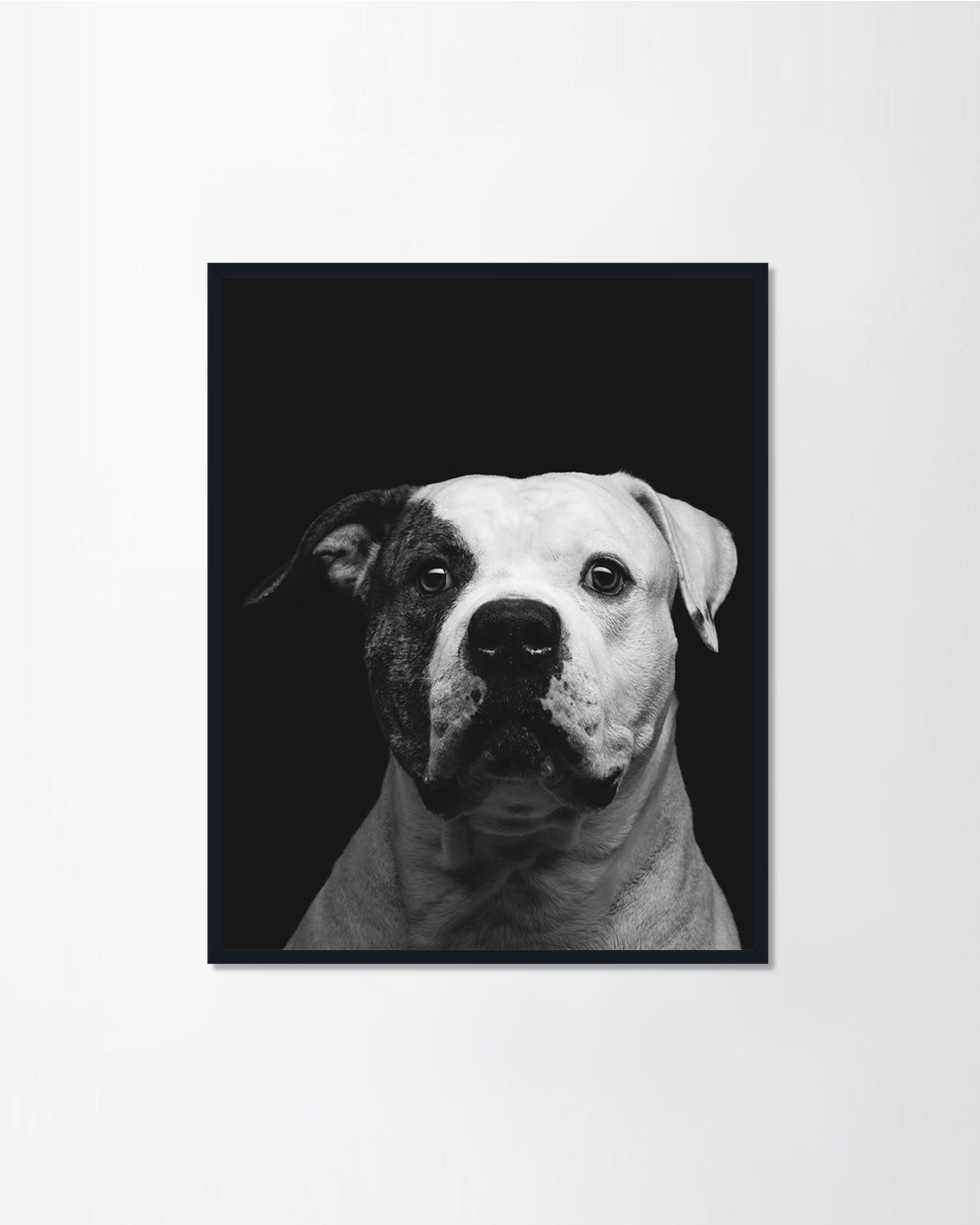 Pitbull