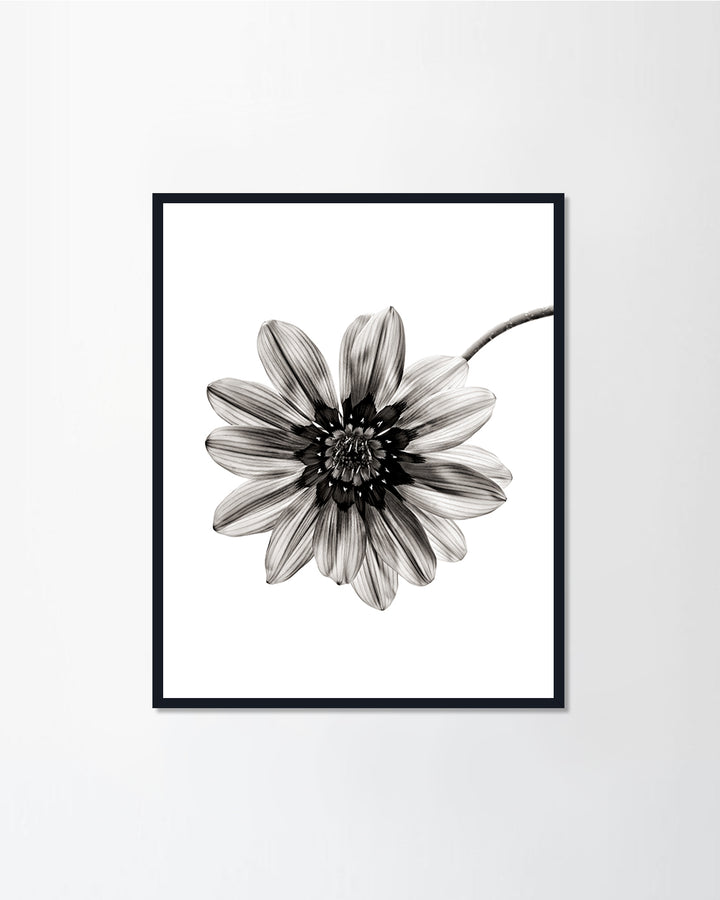 Black & White Series