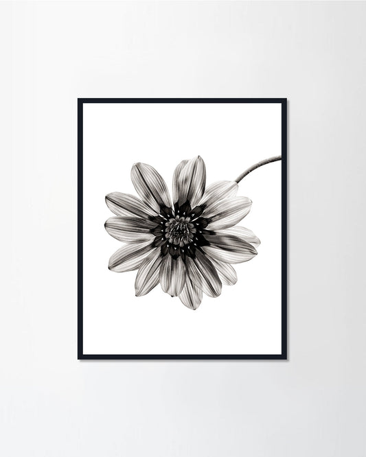 Black & White Series