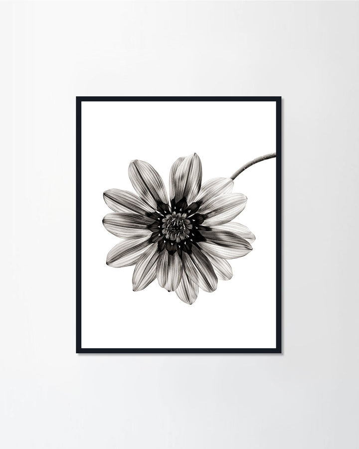 Black & White Series