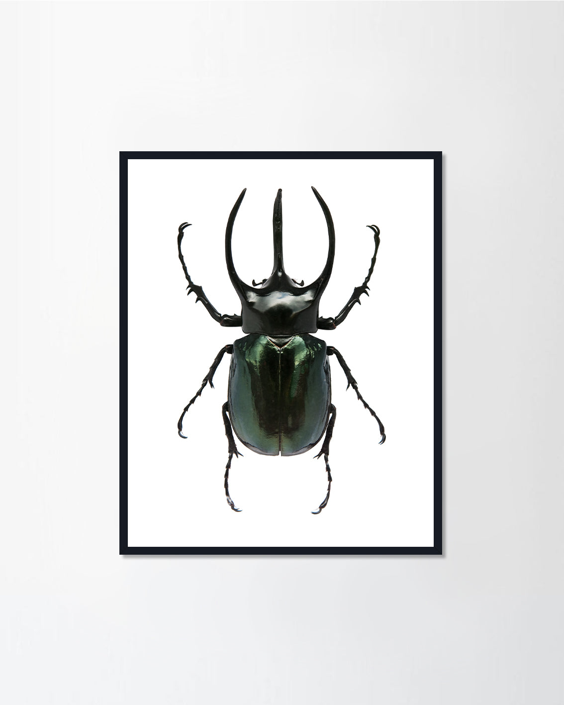 Red palm weevil