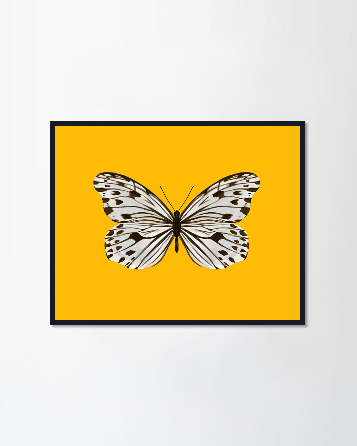 a white butterfly