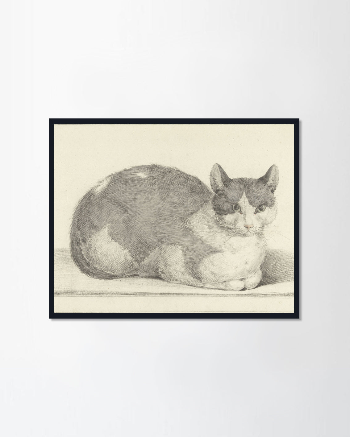 Sitting Cat