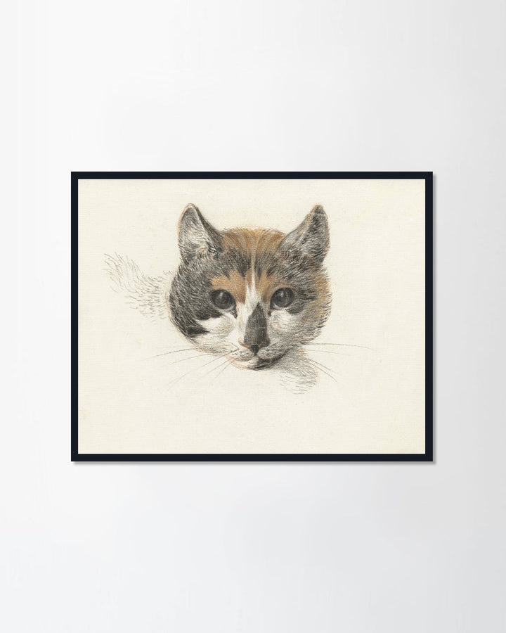 Calico Cat