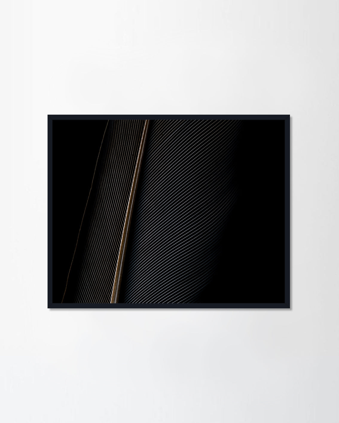 a piece of bird feathers