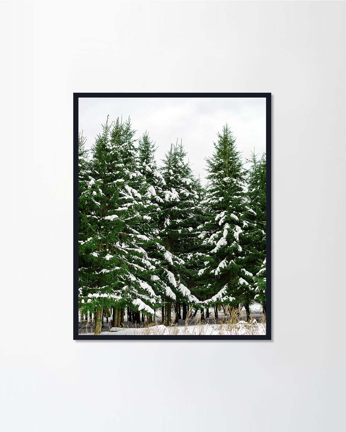 Coniferous Forest